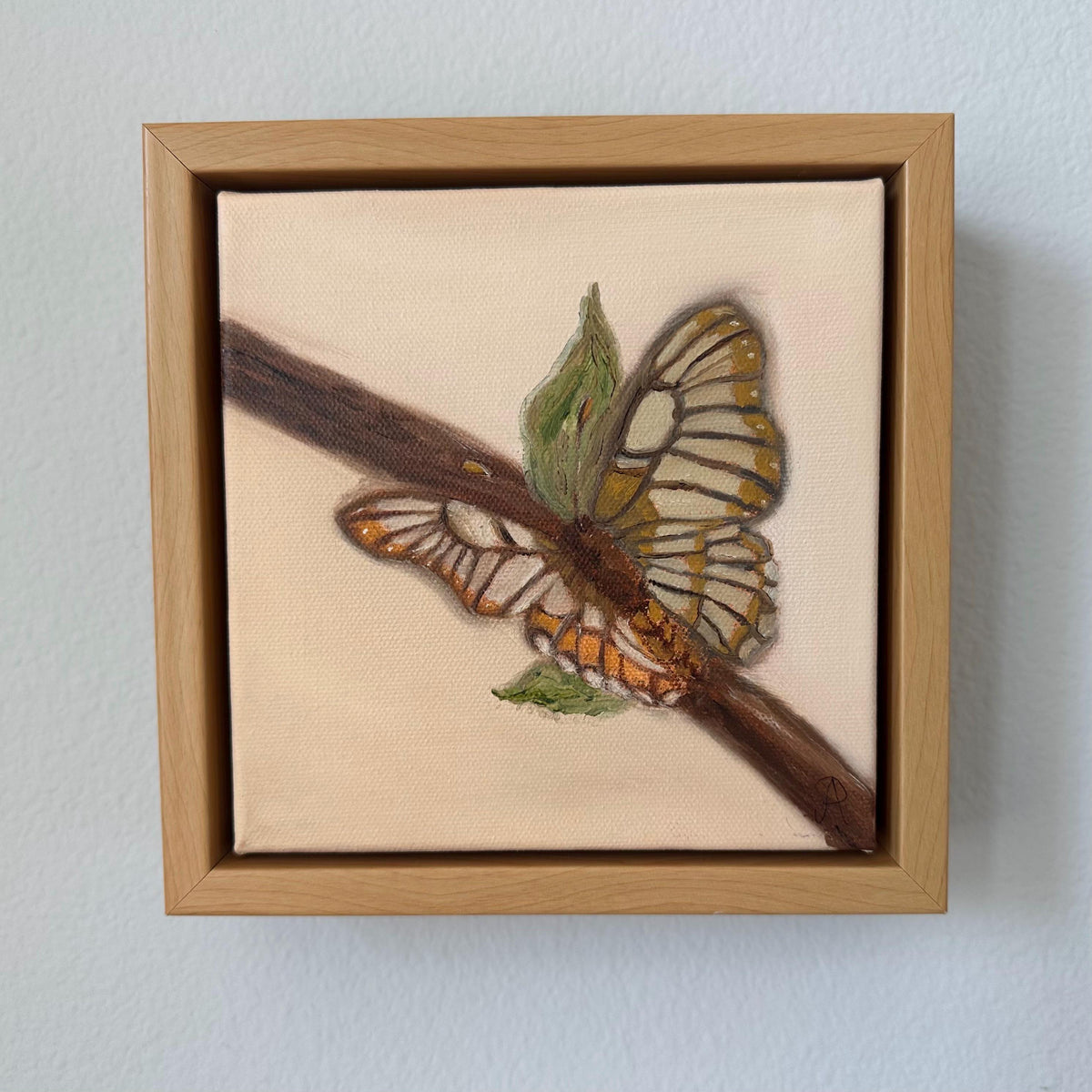 Butterfly 6x6inch Original in Maple Frame