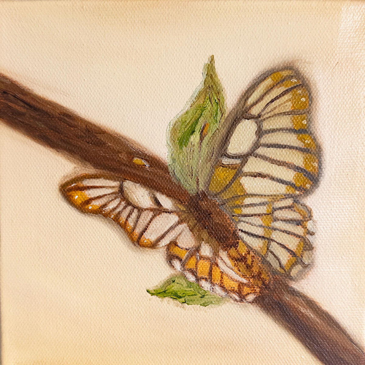 Butterfly 6x6inch Original in Maple Frame
