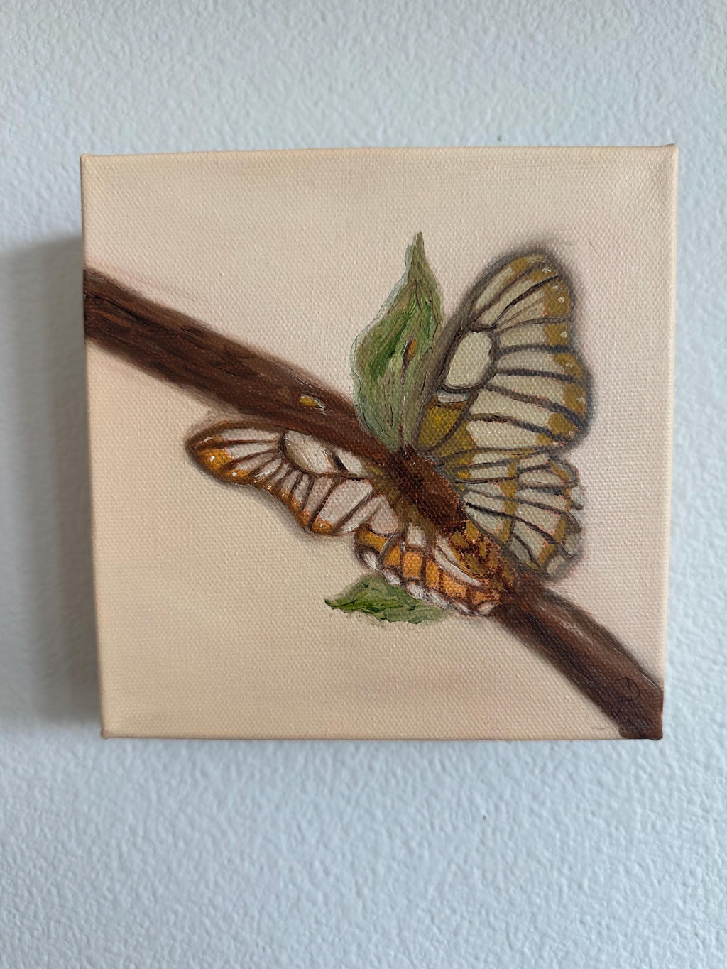 Butterfly 6x6inch Original in Maple Frame