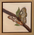 Butterfly 6x6inch Original in Maple Frame