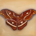 Atlas Moth 10x10inch Original
