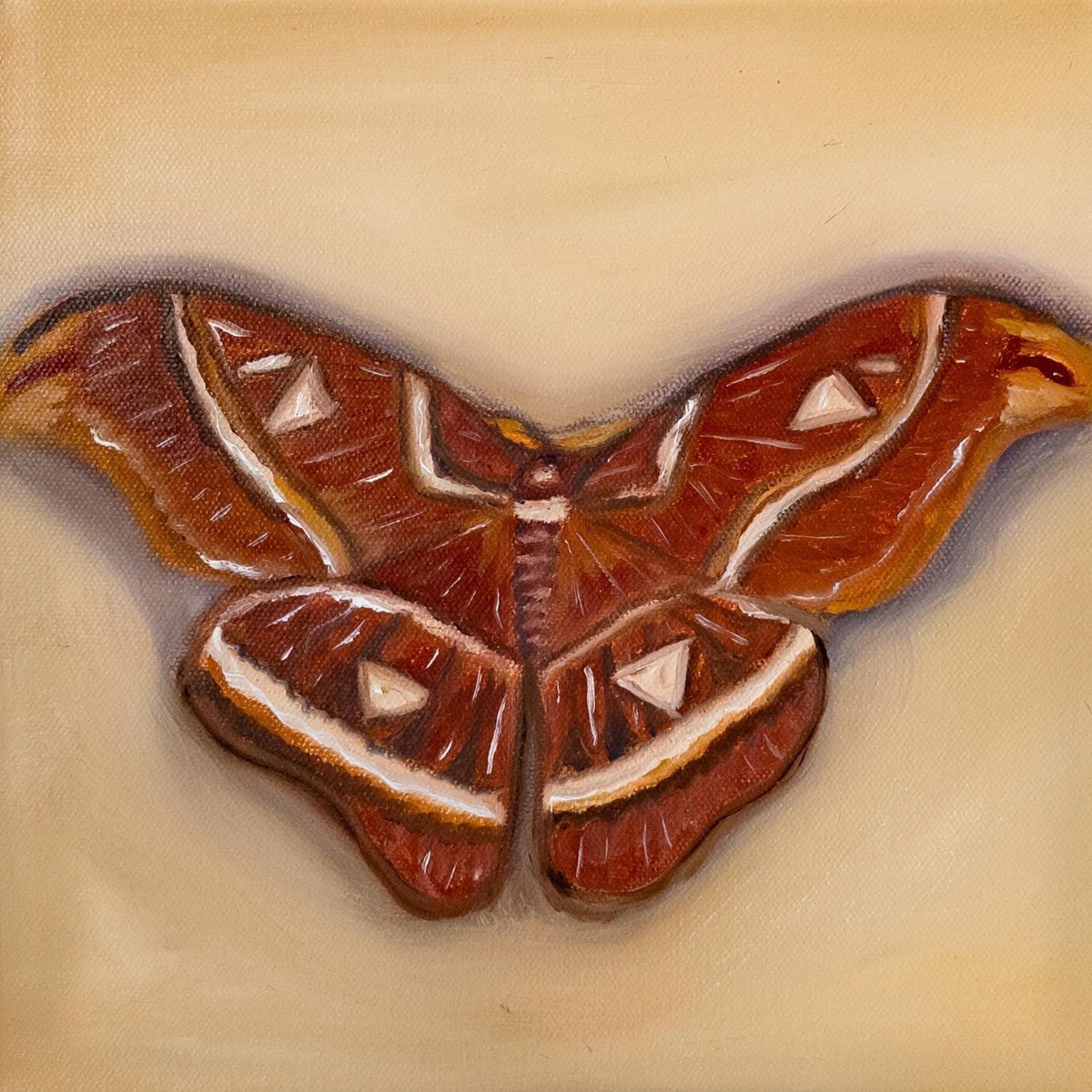 Atlas Moth 10x10inch Original