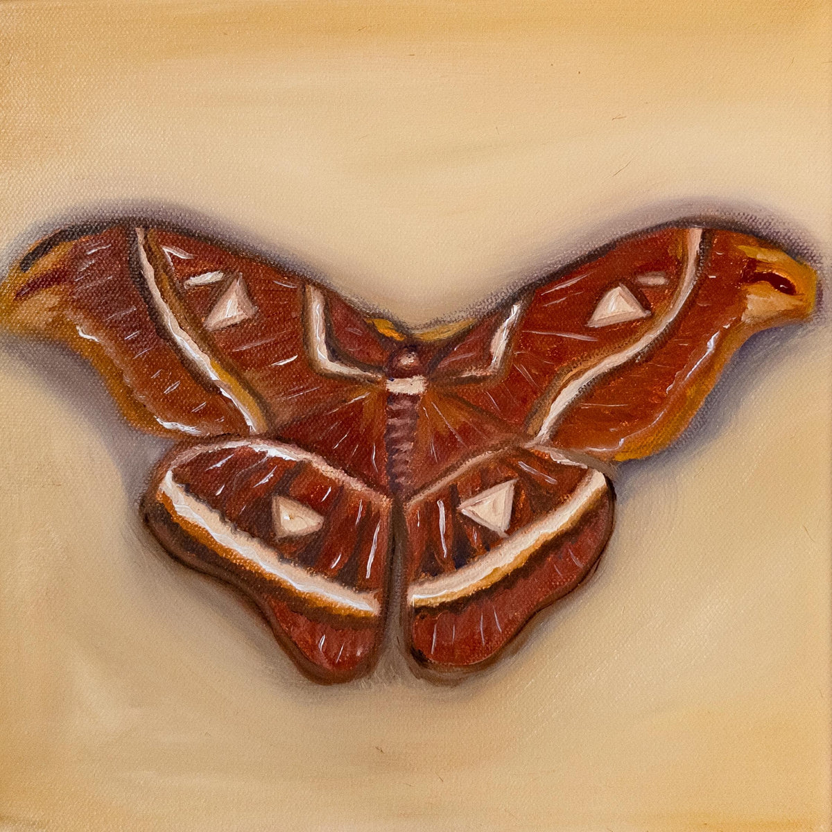 Atlas Moth 10x10inch Original